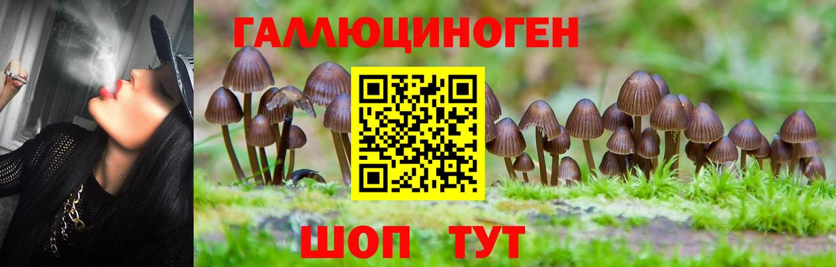 Псилоцибиновые грибы Psilocybe Кувандык